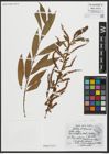 Foto von Salix alba subsp. vitellina (L.) Arcang.